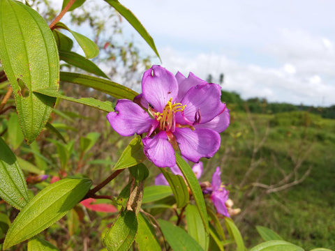 Powerful Herbal Ingredients