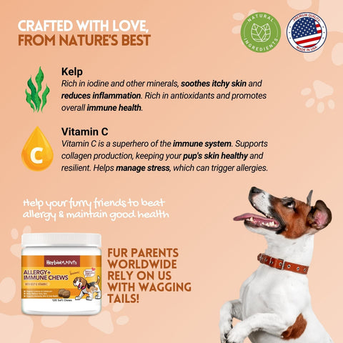 Herbion Allergy+Immune Chews is made from all-natural ingredients including Kelp, Vitamin C, Colostrum, Bee Pollen, and Organic Licorice Root