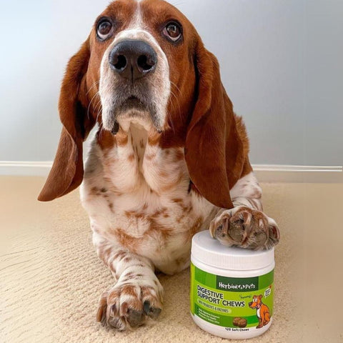 A dog with his paw on Herbion Digestive Support Dog Chews box