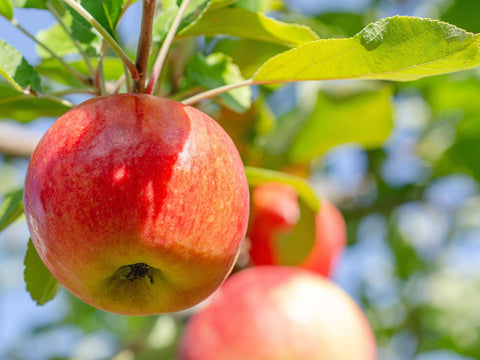 Plant-Based & Parent-Approved