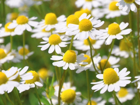 Adaptogenic Blend for Stress & Mood Support