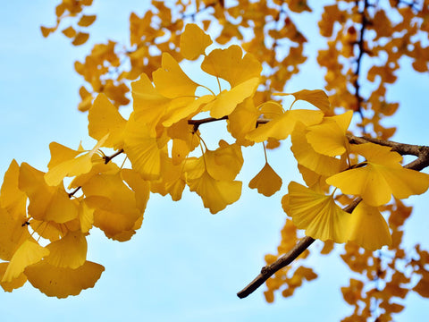 Ginkgo Biloba & Other Antioxidant Herbs